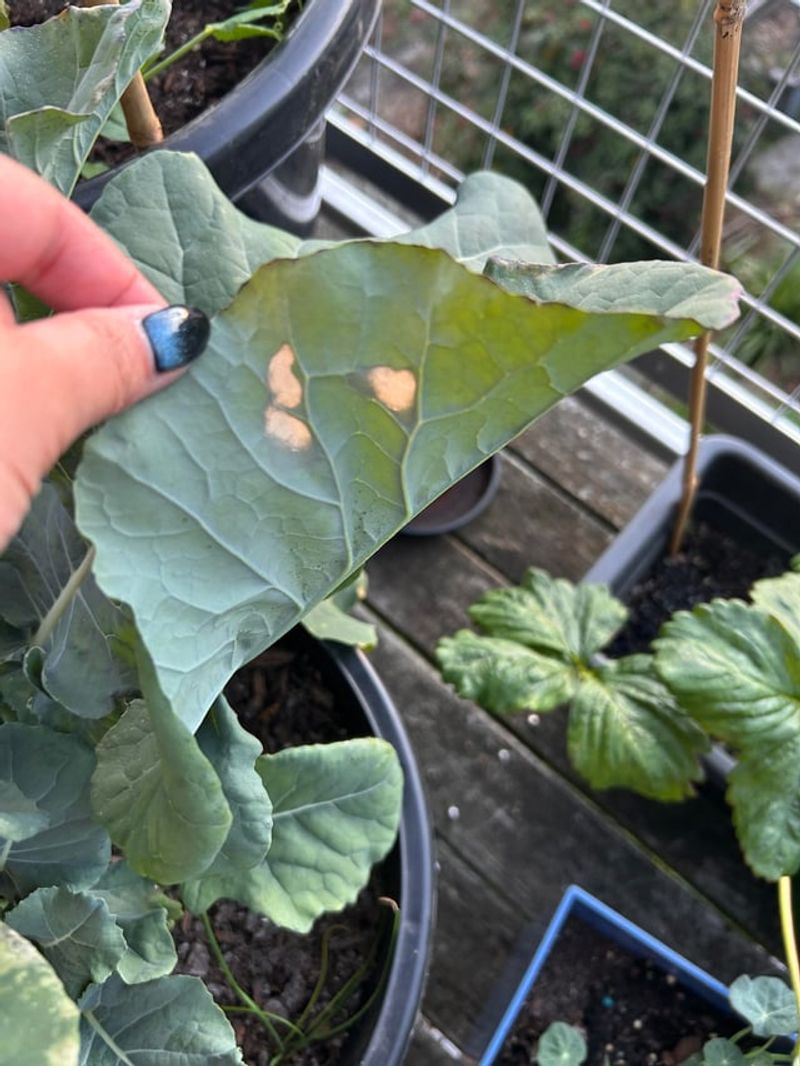 Broccoli Declines Quickly In Early Dry Gardens