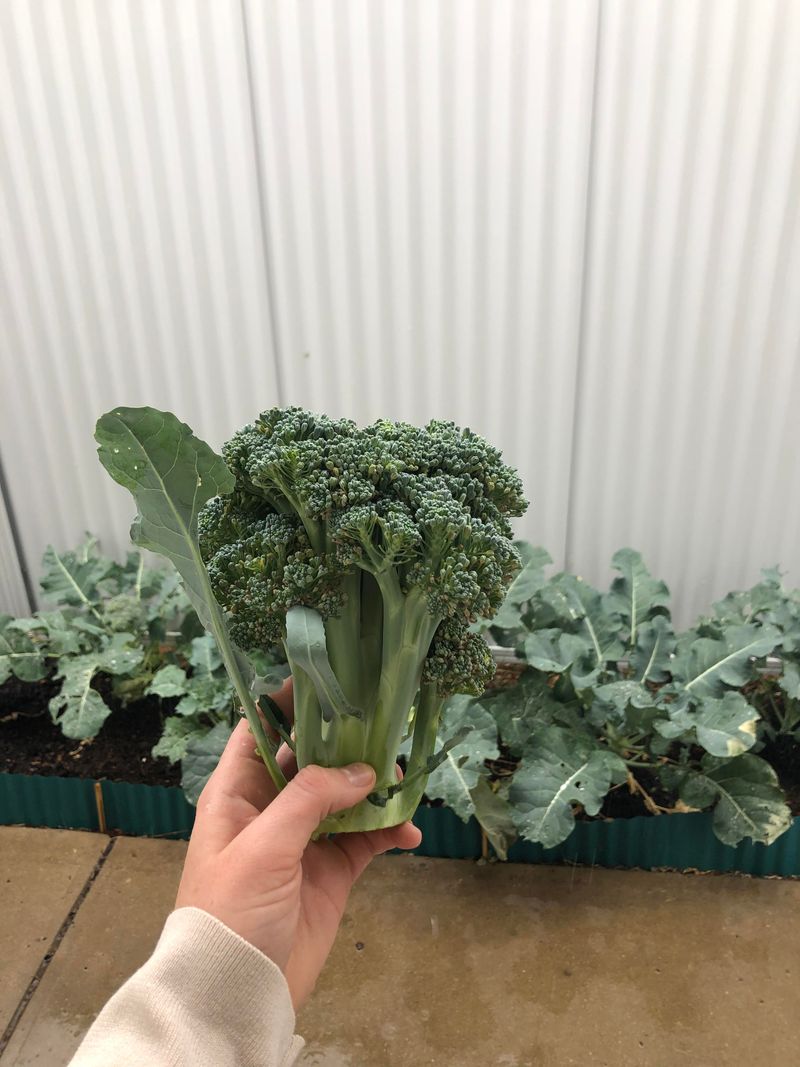 Broccoli Grows Best In Nutrient Rich Garden Soil