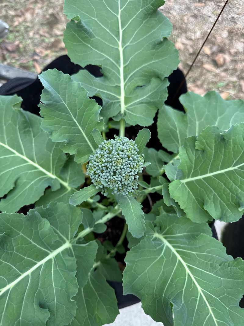 Broccoli