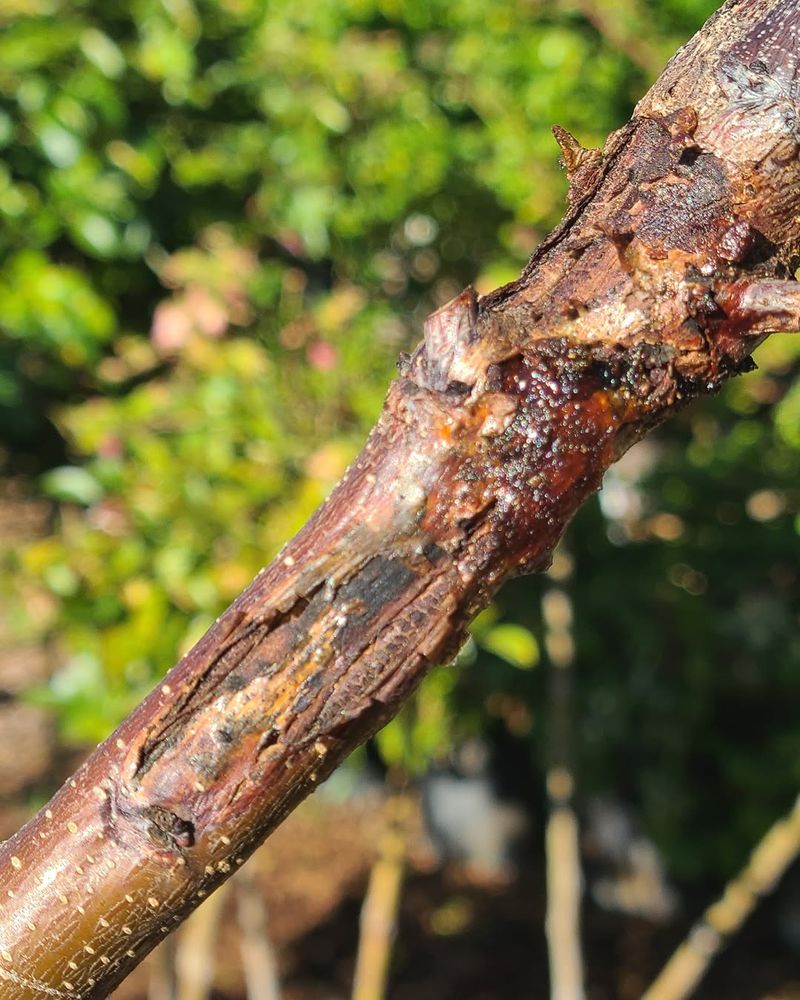 Broken Limbs Should Be Removed Before Monsoon Season Broken Limbs Should Be Removed Before Monsoon Season
