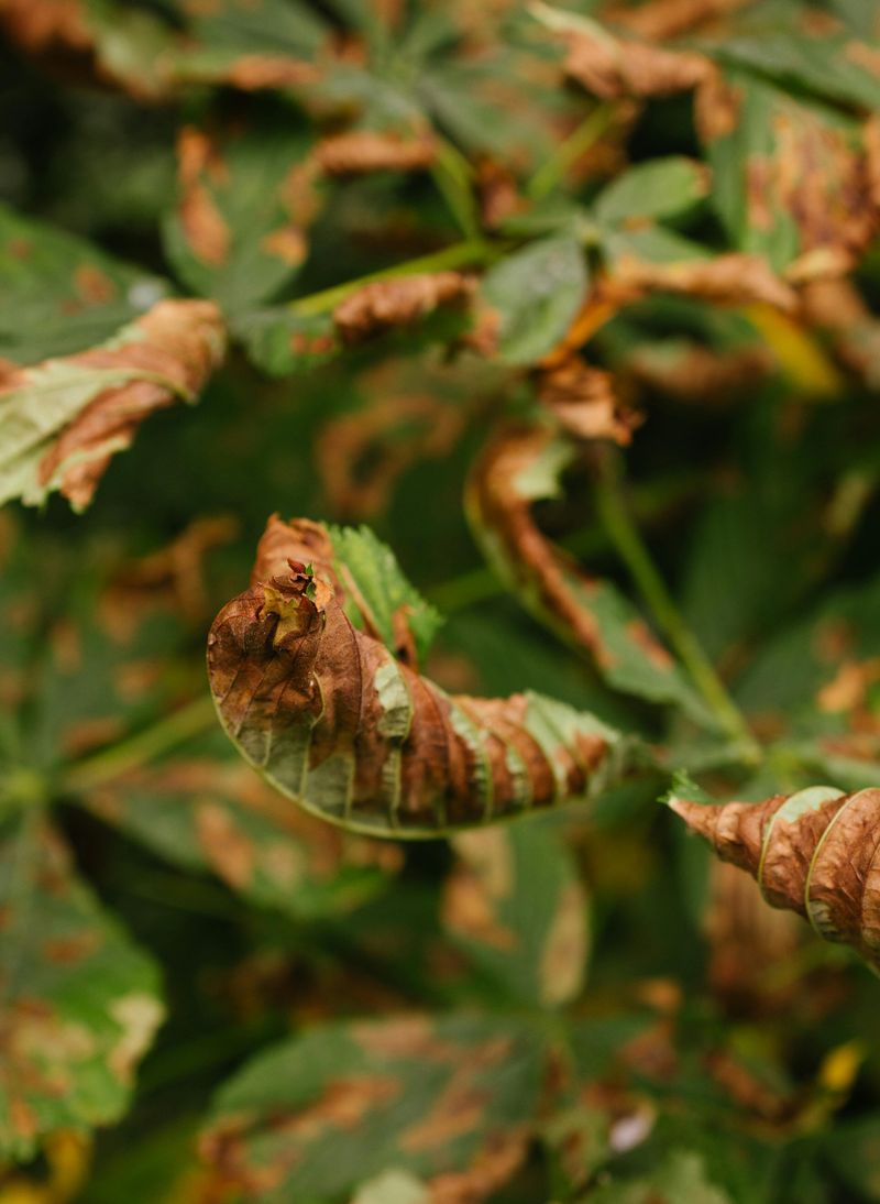 Bronzed Or Rusty Patches Spreading Across Leaves