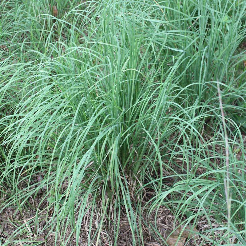 Broomsedge Bluestem Broomsedge Bluestem