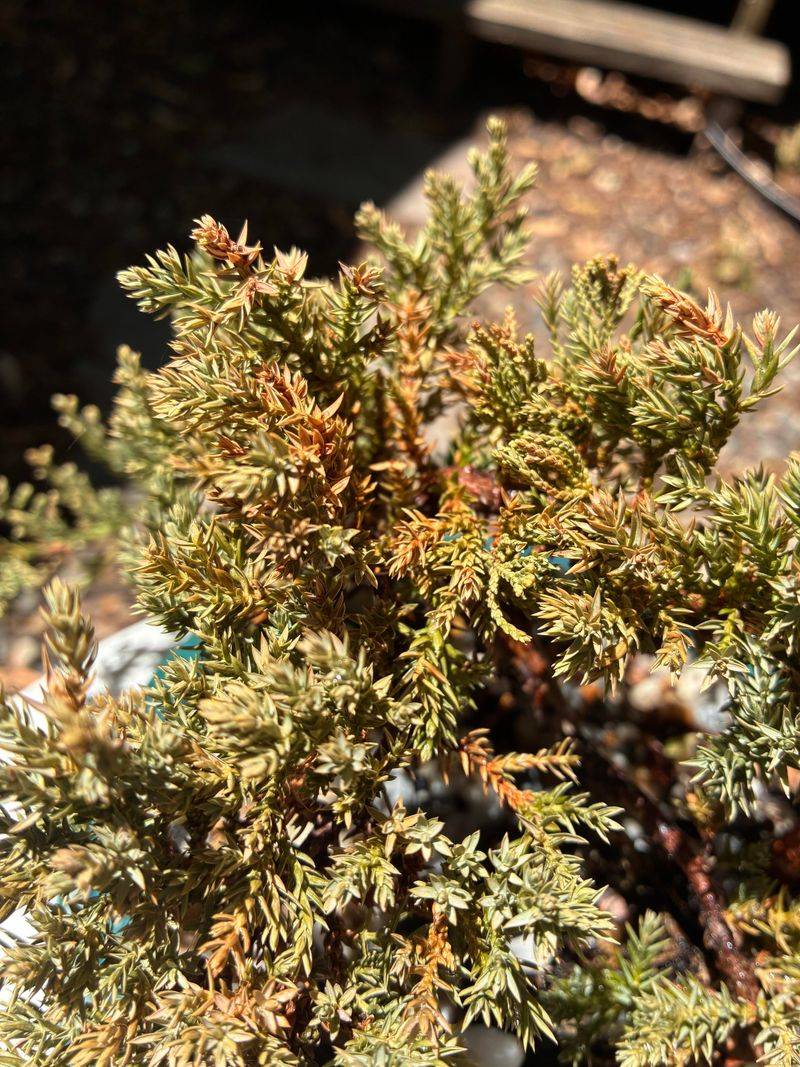 Brown Branch Tips Need A Closer Look Brown Branch Tips Need A Closer Look