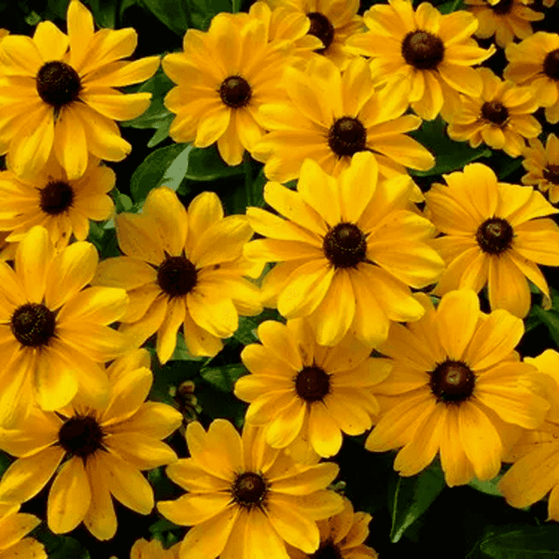 Brown-Eyed Susan Keeps It Loose And Lively