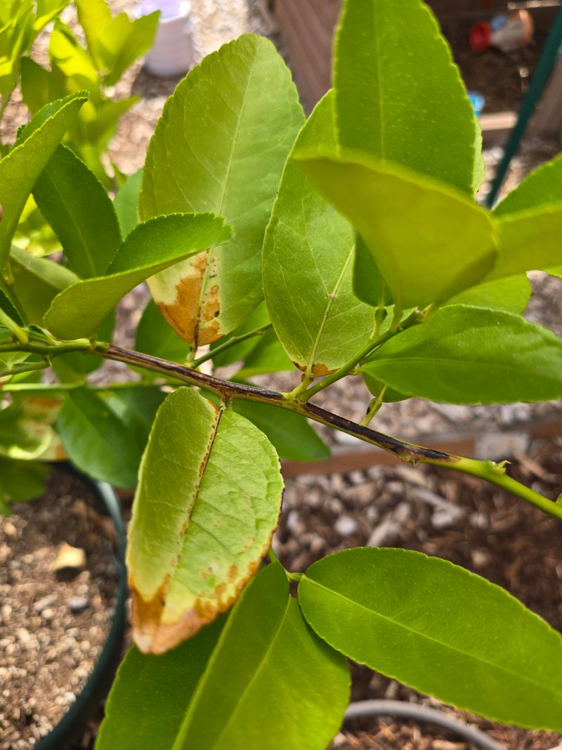 Brown Leaf Tips Can Signal Salt Or Water Issues Brown Leaf Tips Can Signal Salt Or Water Issues