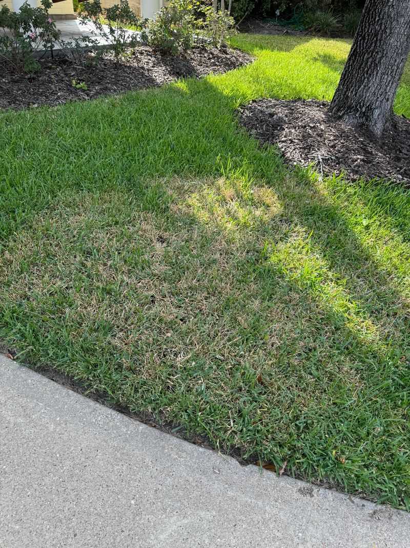 Brown Patches Don't Always Mean Drought Brown Patches Don't Always Mean Drought