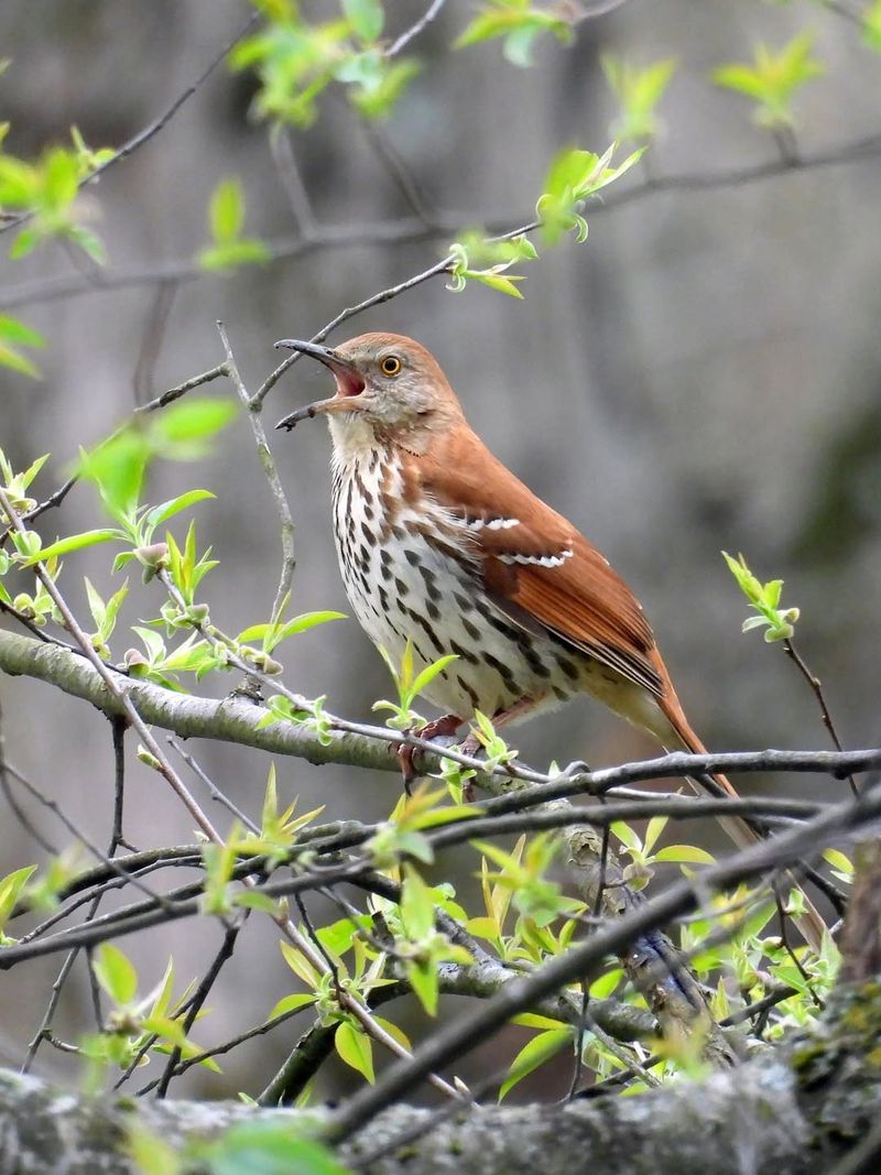 Brown Thrashers Become Easier To Hear In May