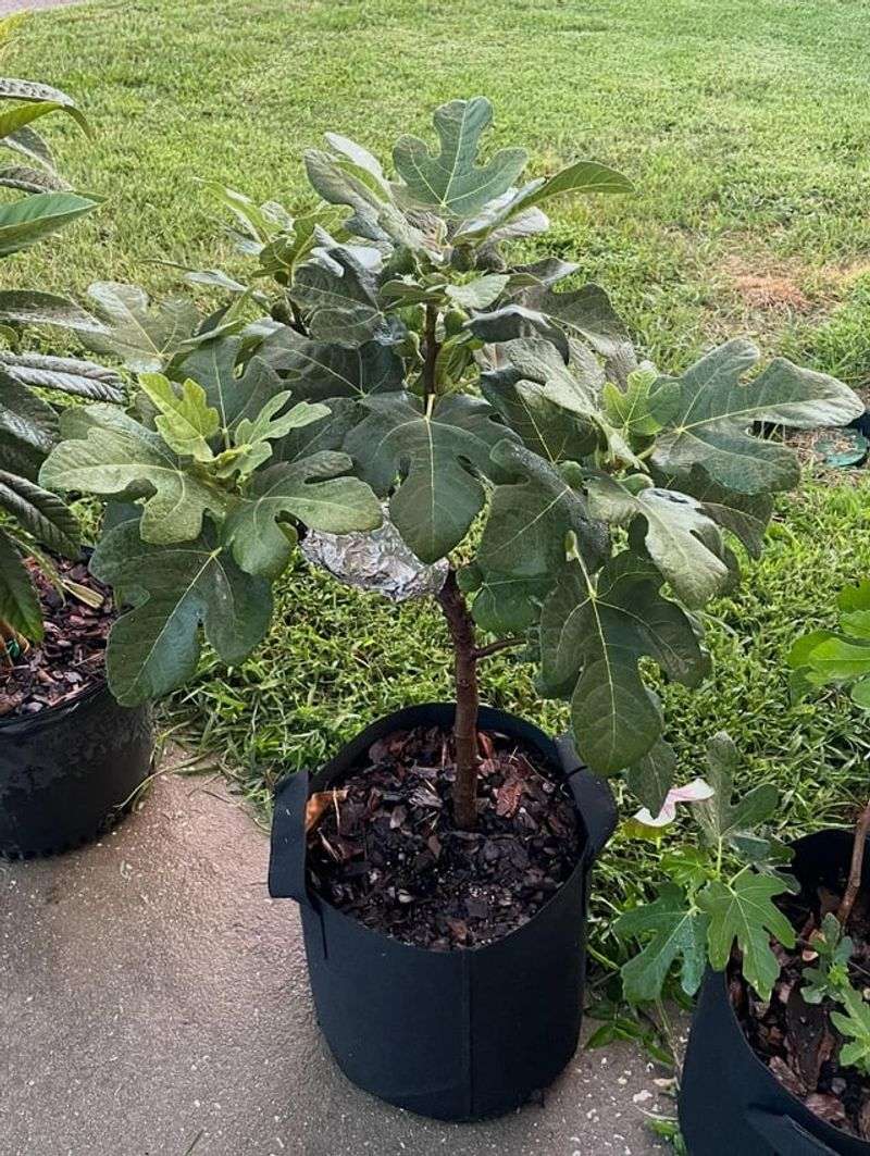 Brown Turkey Fig