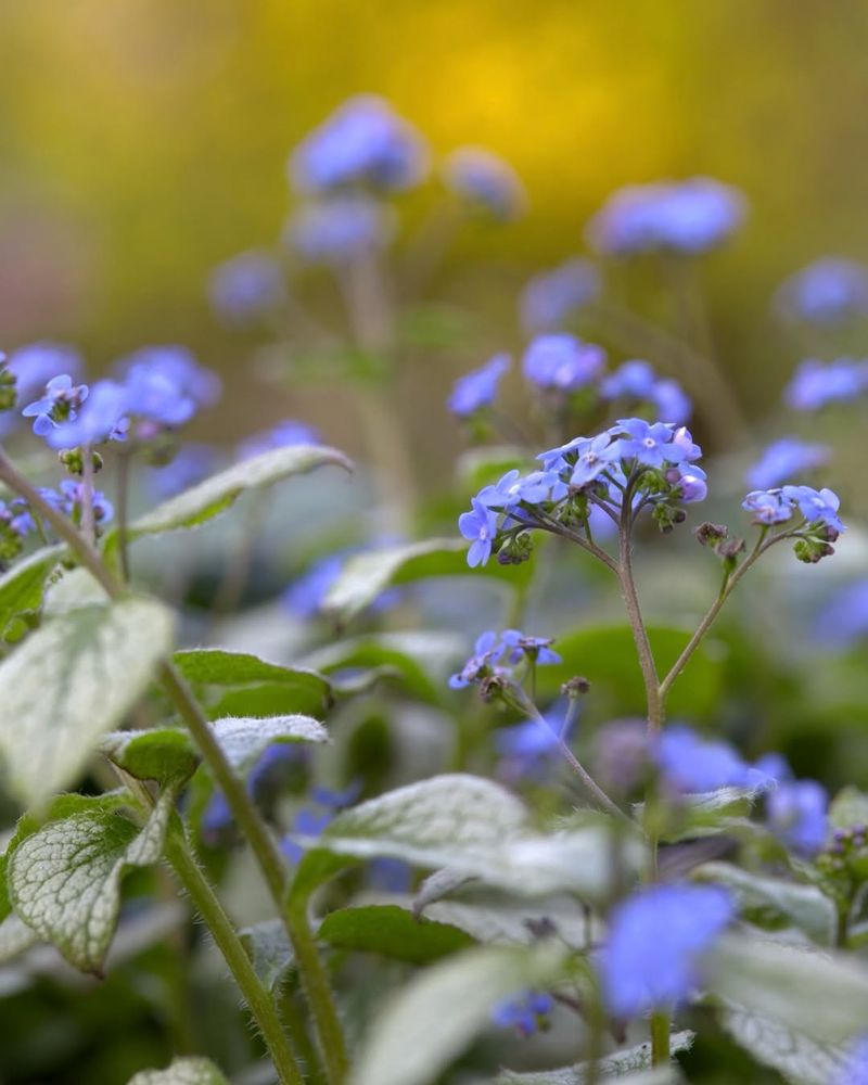 Brunnera