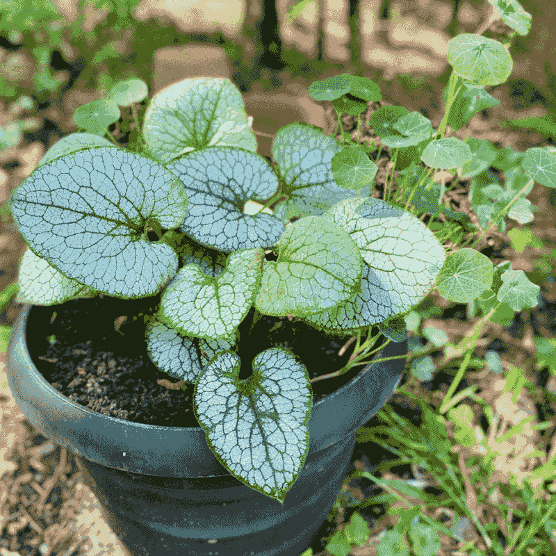 Brunnera Brightens Shade With Silver-Touched Leaves