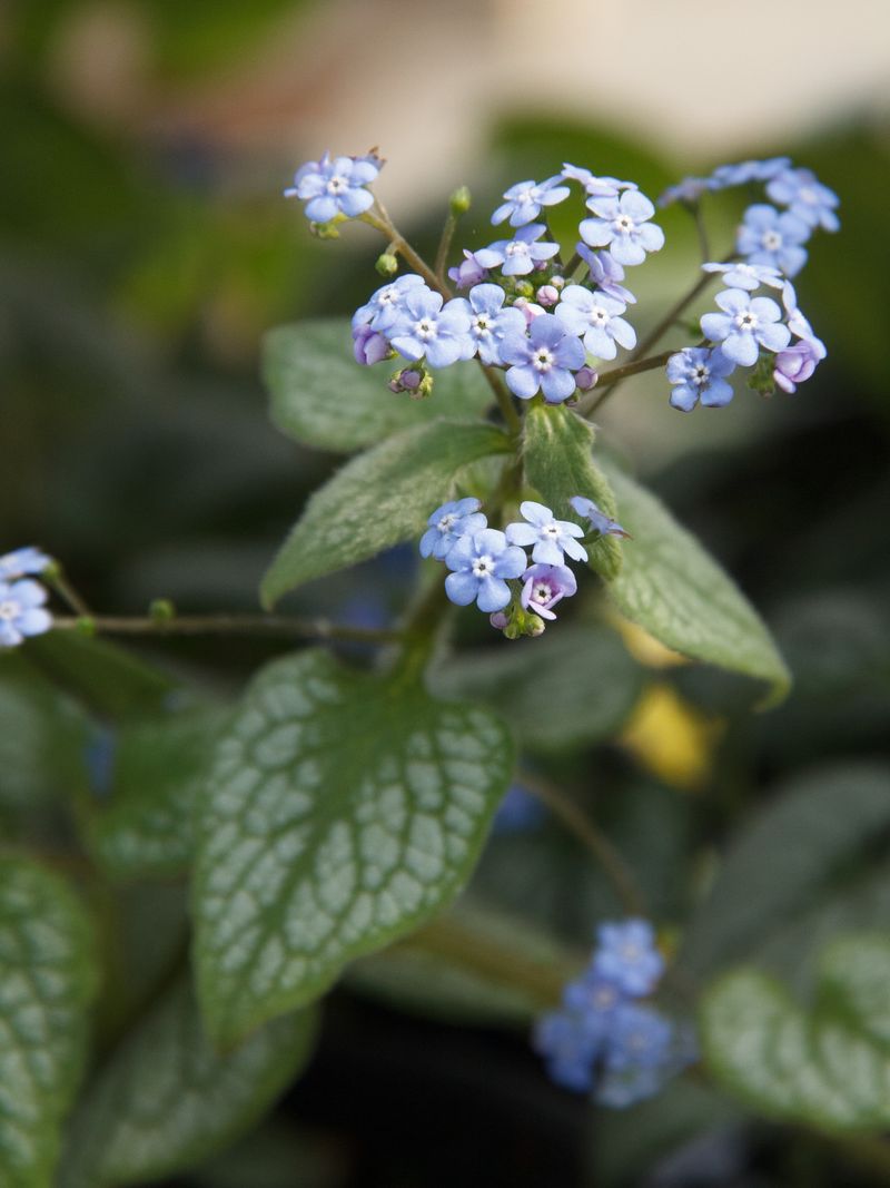 Brunnera Brings Blue Flowers In Spring Brunnera Brings Blue Flowers In Spring
