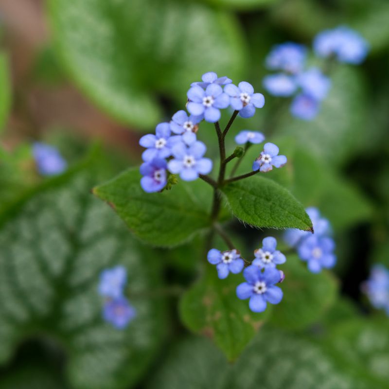 Brunnera