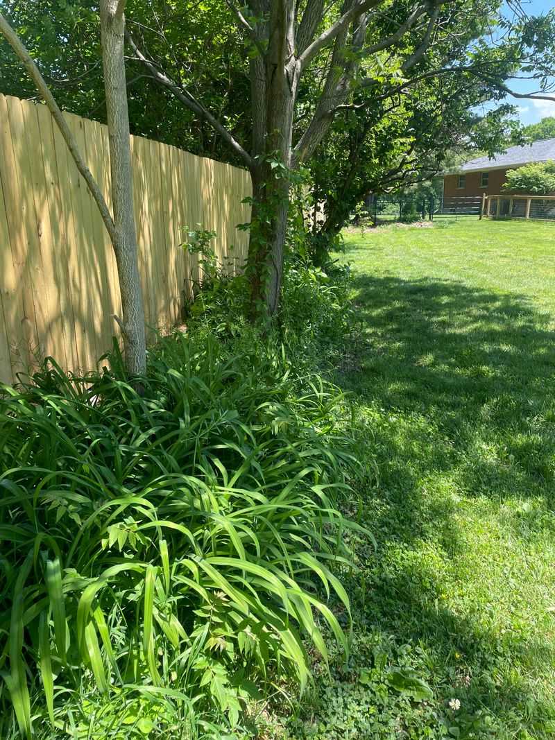 Brushy Fence Lines Brushy Fence Lines