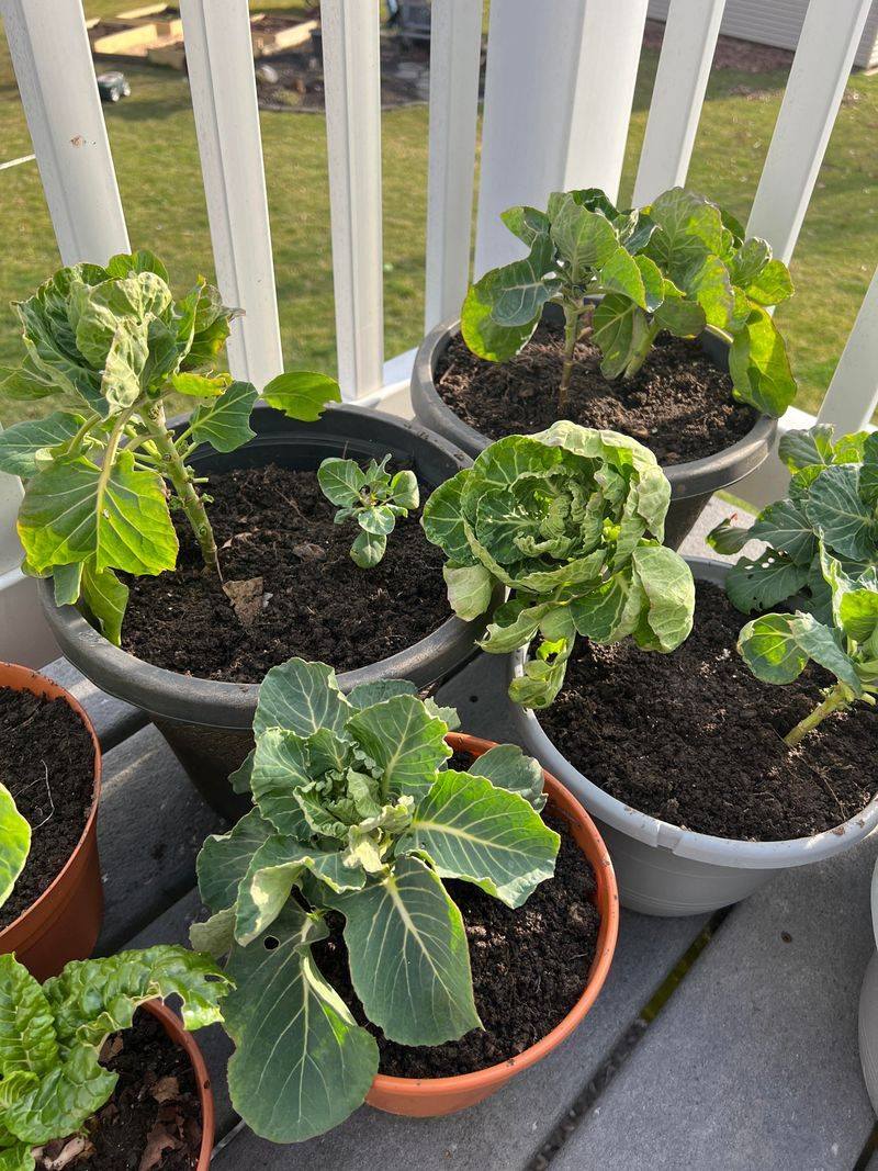 Brussels Sprouts