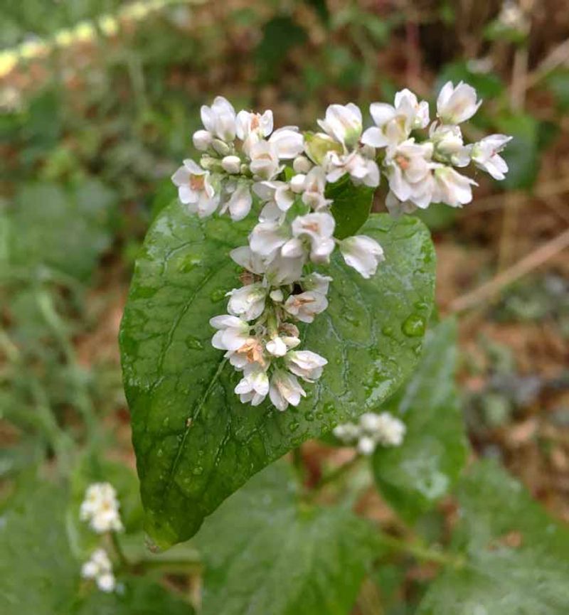 Buckwheat Brings Beneficial Insects Before Tomatoes Fill The Bed
