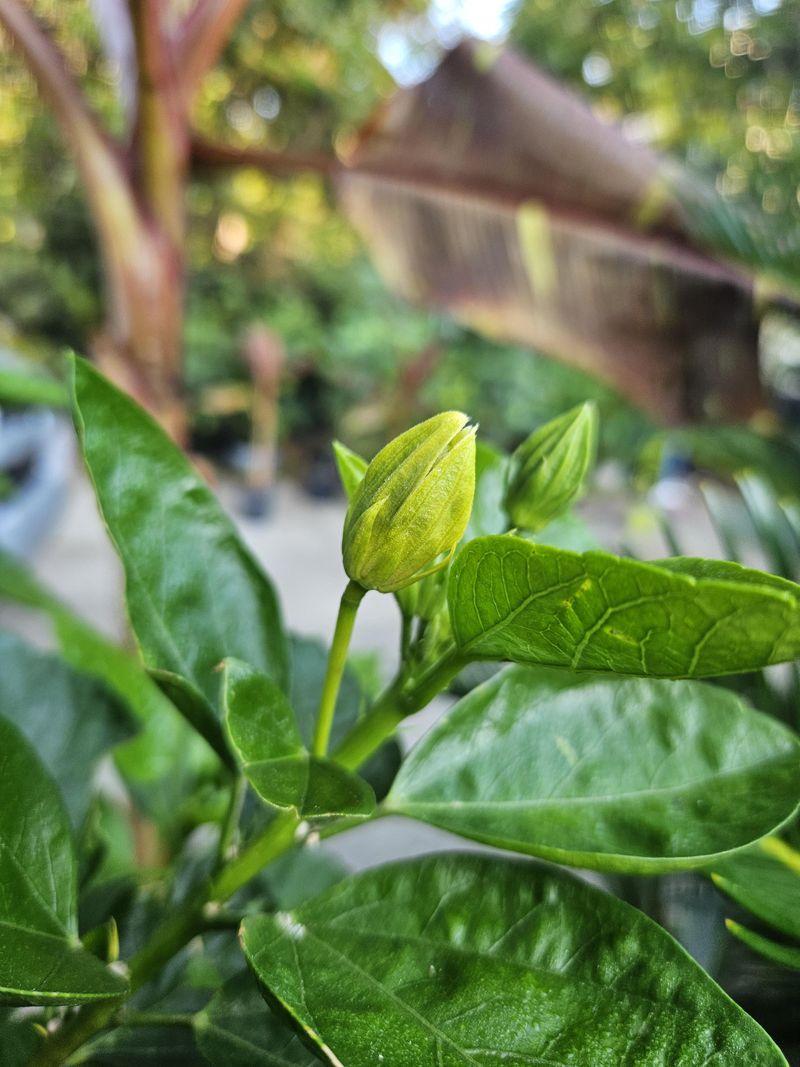 Bud Midge Can Ruin Flowers Before They Open