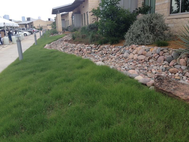 Buffalograss Makes A Strong Native Turf Swap