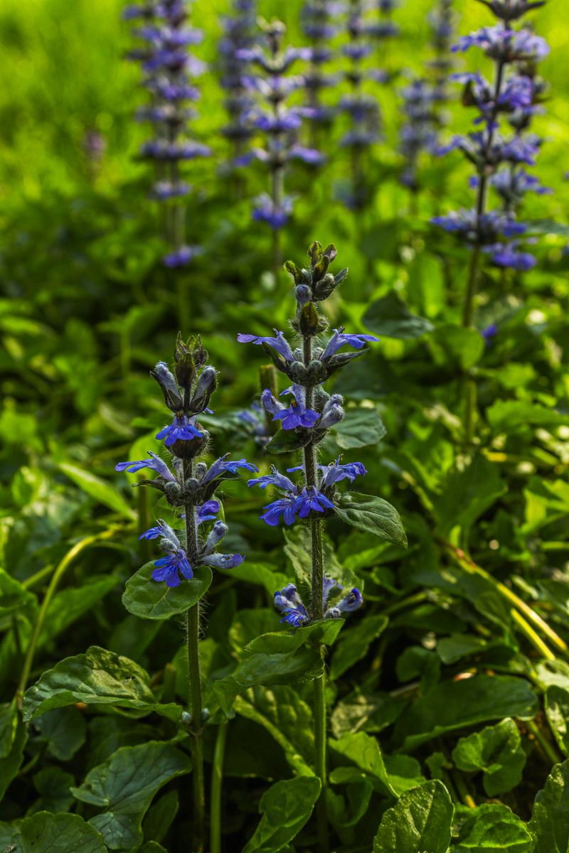 Bugleweed 