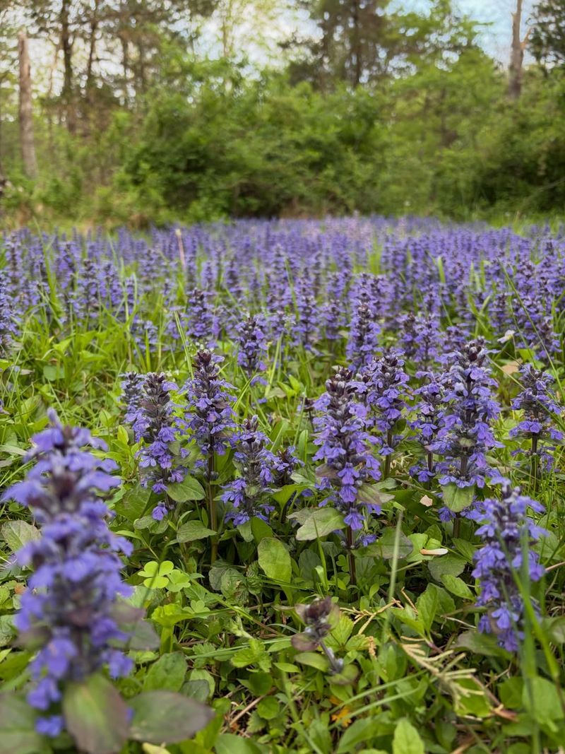 Bugleweed Bugleweed