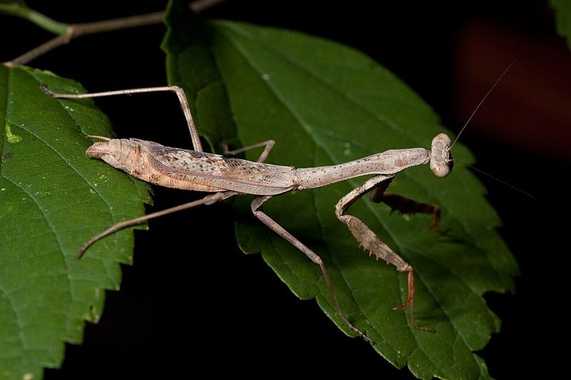 Build A Florida Friendly Yard That Supports Natural Predators