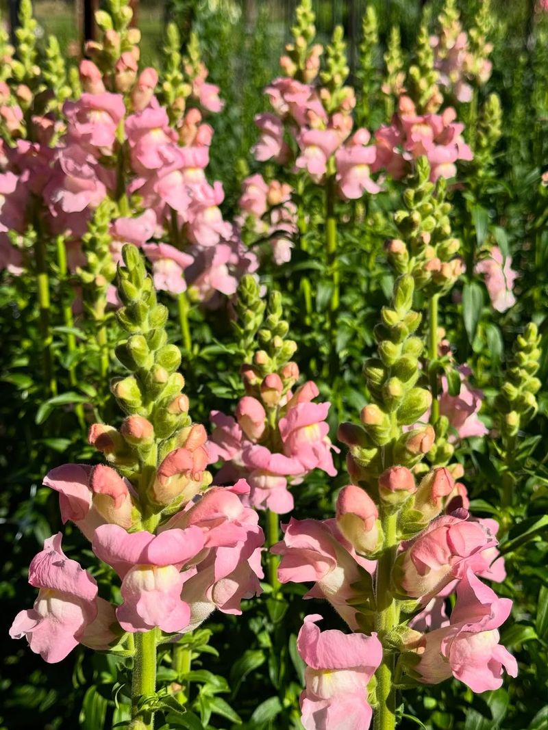 Build Height With Snapdragons And Soft Spillers Build Height With Snapdragons And Soft Spillers