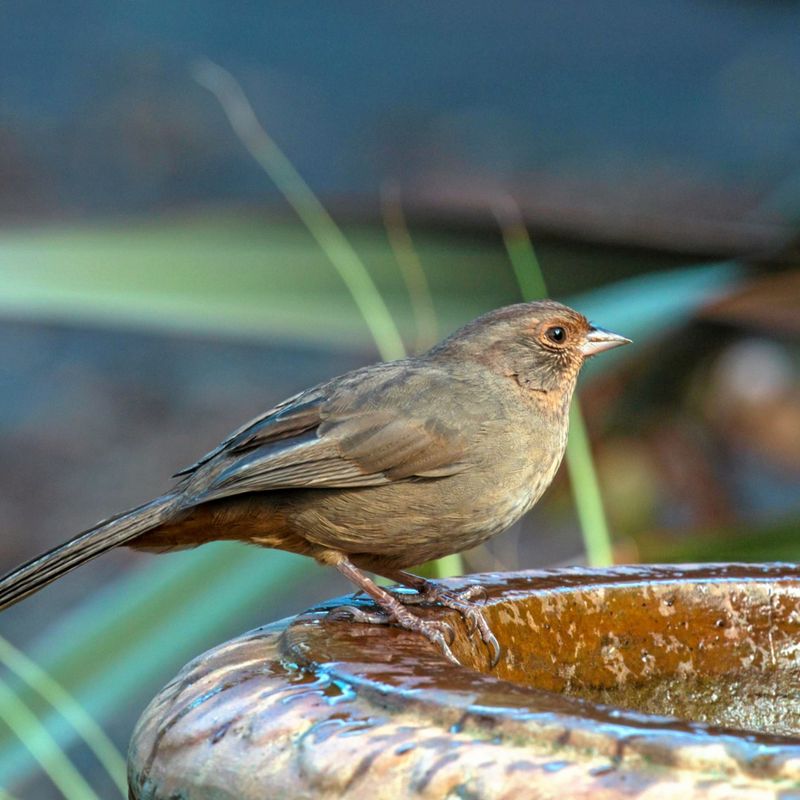Build In A Focal Point Such As Art, A Birdbath, Or A Special Container
