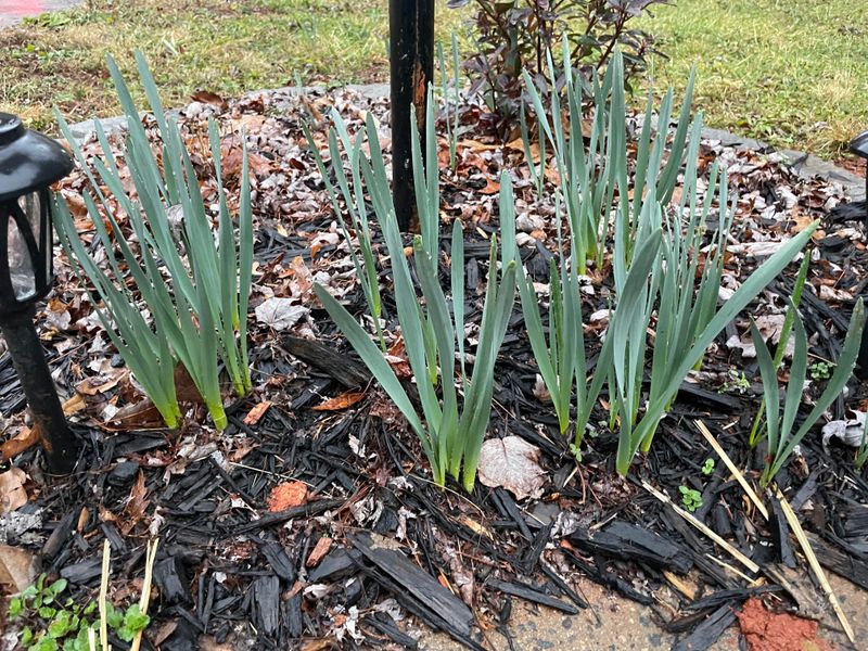 Bulb Foliage Needs Time To Store Energy For Next Year Bulb Foliage Needs Time To Store Energy For Next Year