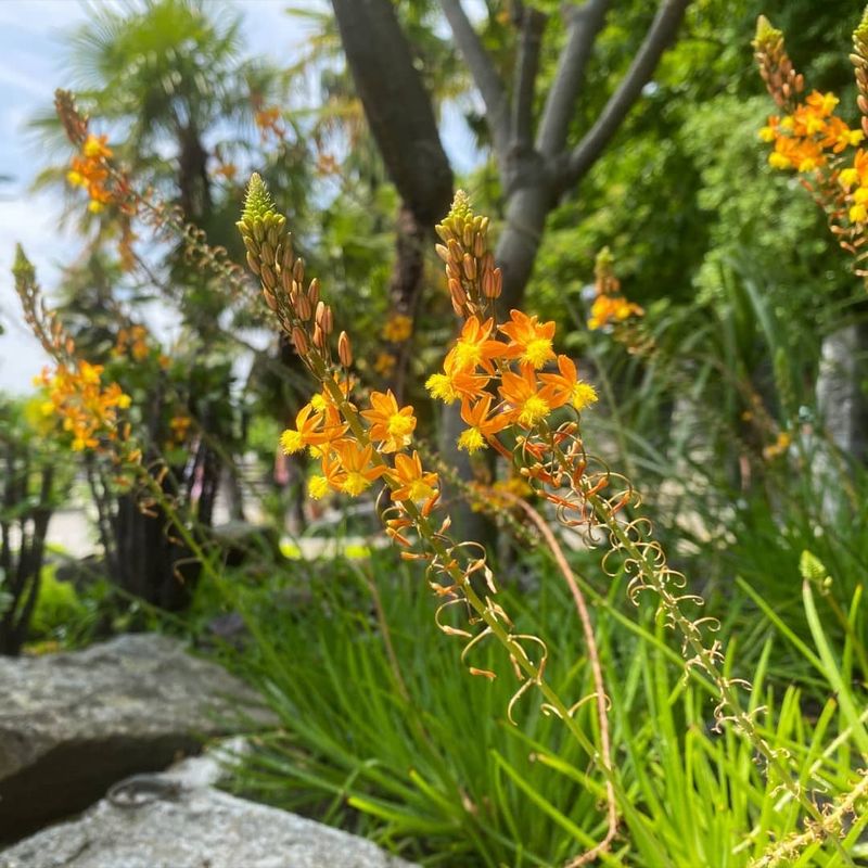 Bulbine Flowers Through Long Warm Seasons