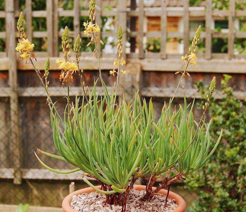 Bulbine Produces Small Blooms Without Struggling In Pots