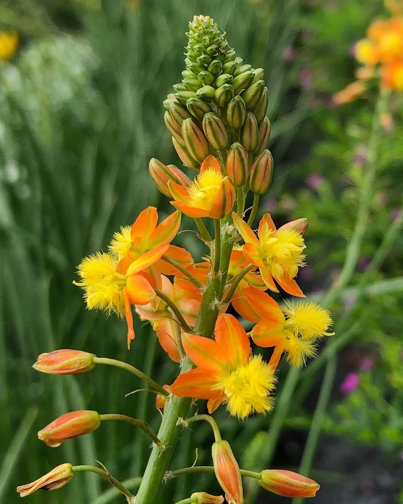 Bulbine
