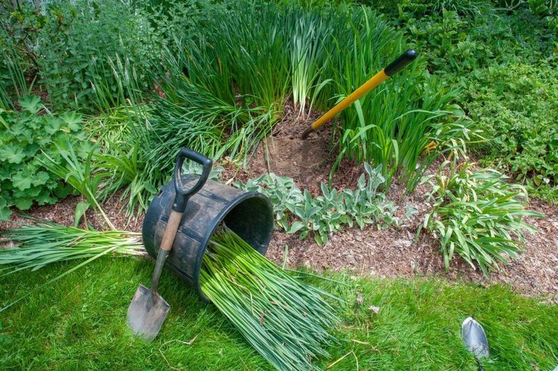 Bulbs Should Be Divided Once Foliage Starts Fading Naturally Bulbs Should Be Divided Once Foliage Starts Fading Naturally