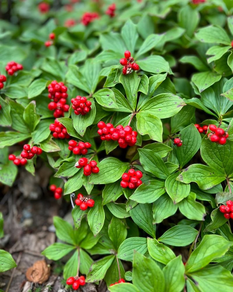 Bunchberry Bunchberry