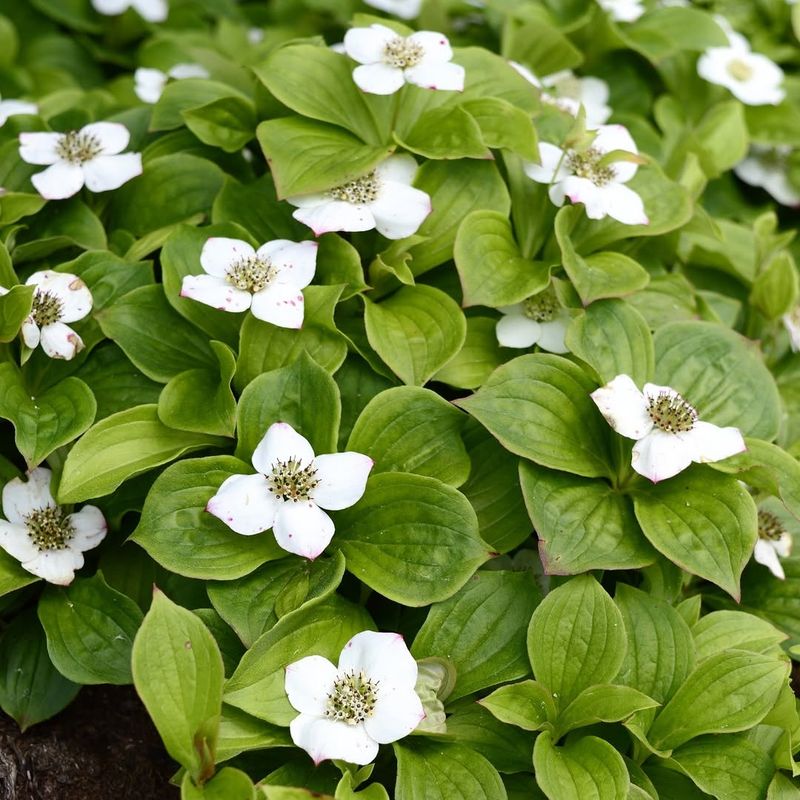 Bunchberry Turns Shady Fence Lines Into A Woodland Carpet Bunchberry Turns Shady Fence Lines Into A Woodland Carpet