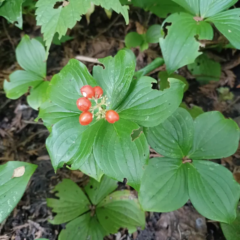 Bunchberry Bunchberry