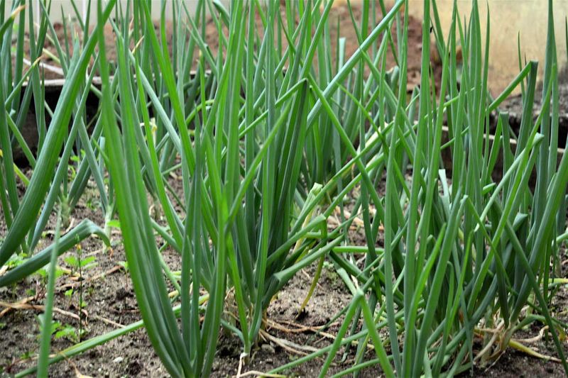 Bunching Onions