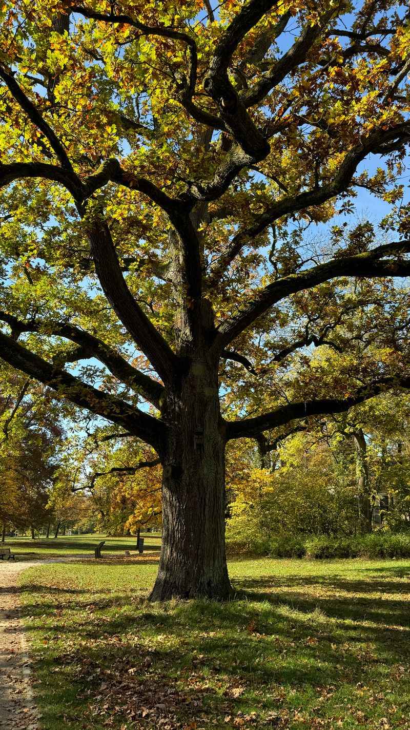 Bur Oak