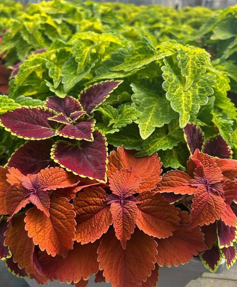 Burgundy + Rust Orange Coleus
