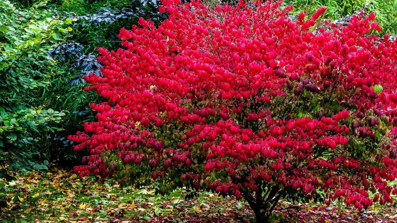 Burning Bush 