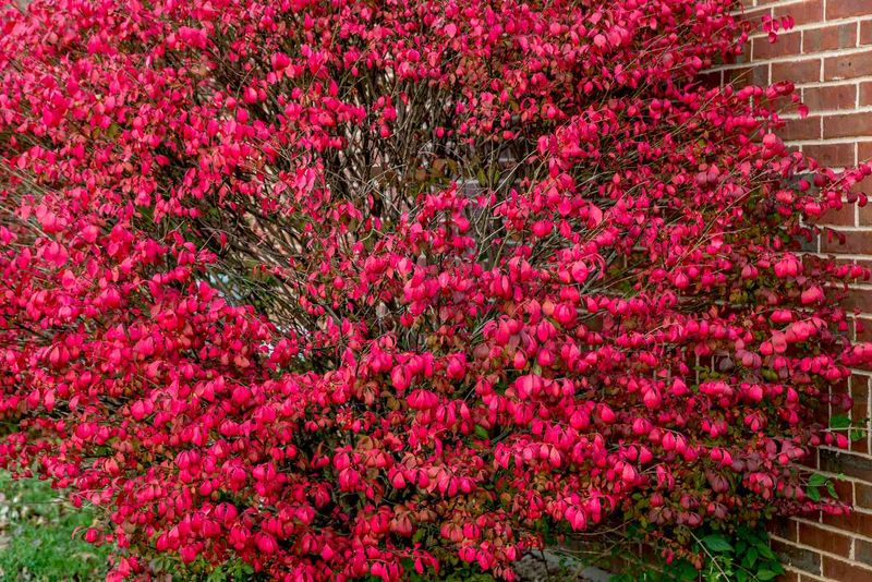 Burning Bush Creates More Problems Than Many Expect