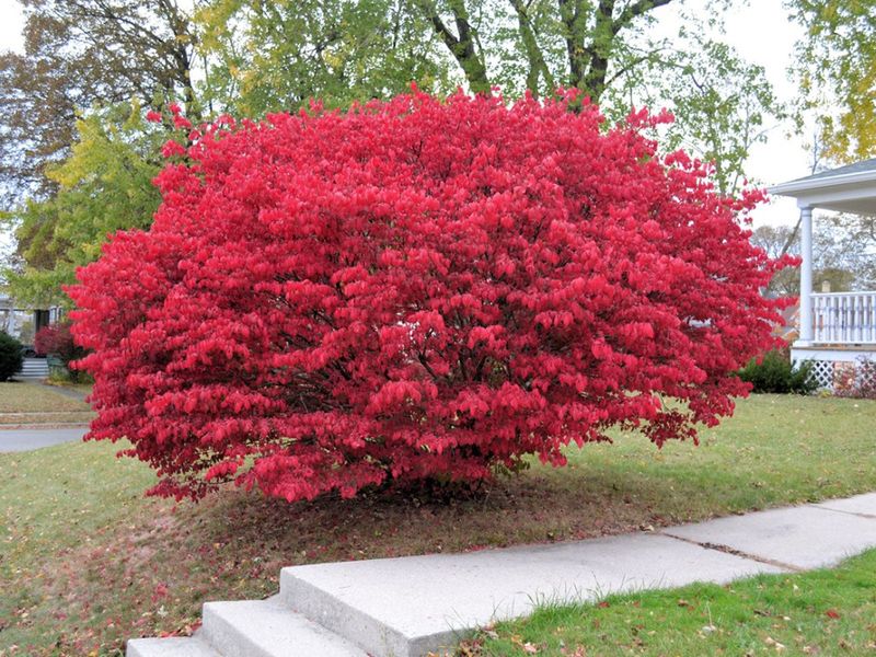 Burning Bush Is Falling Out Of Favor Across North Carolina