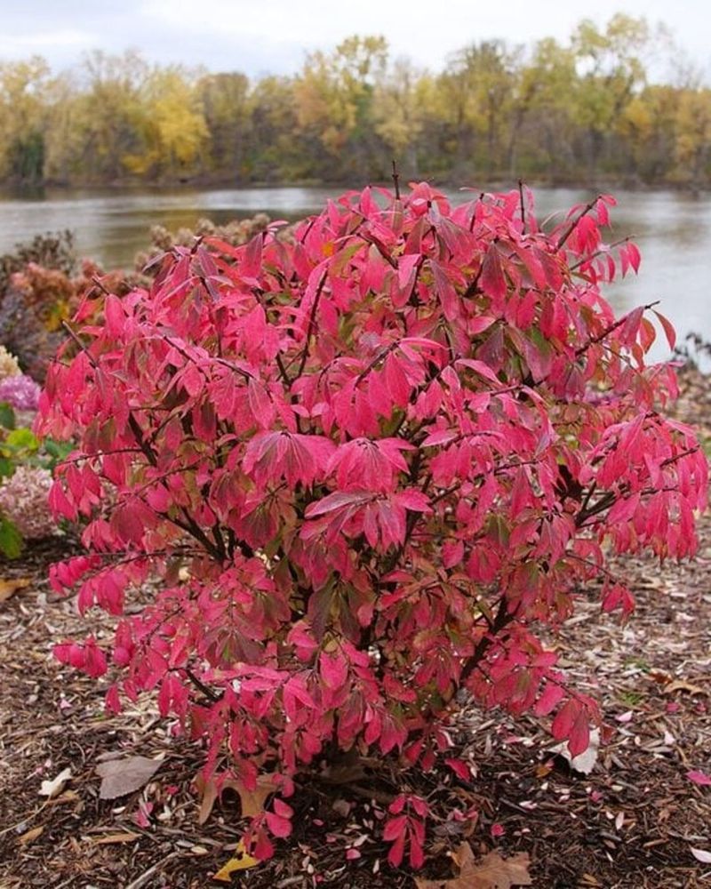 Burning Bush
