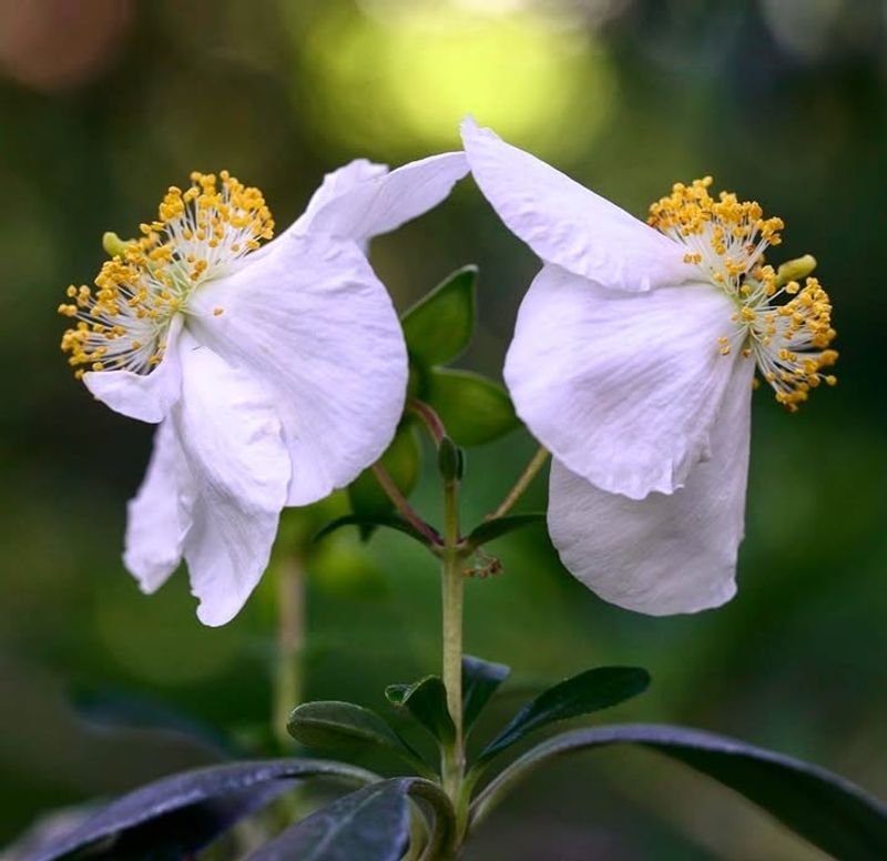 Bush Anemone