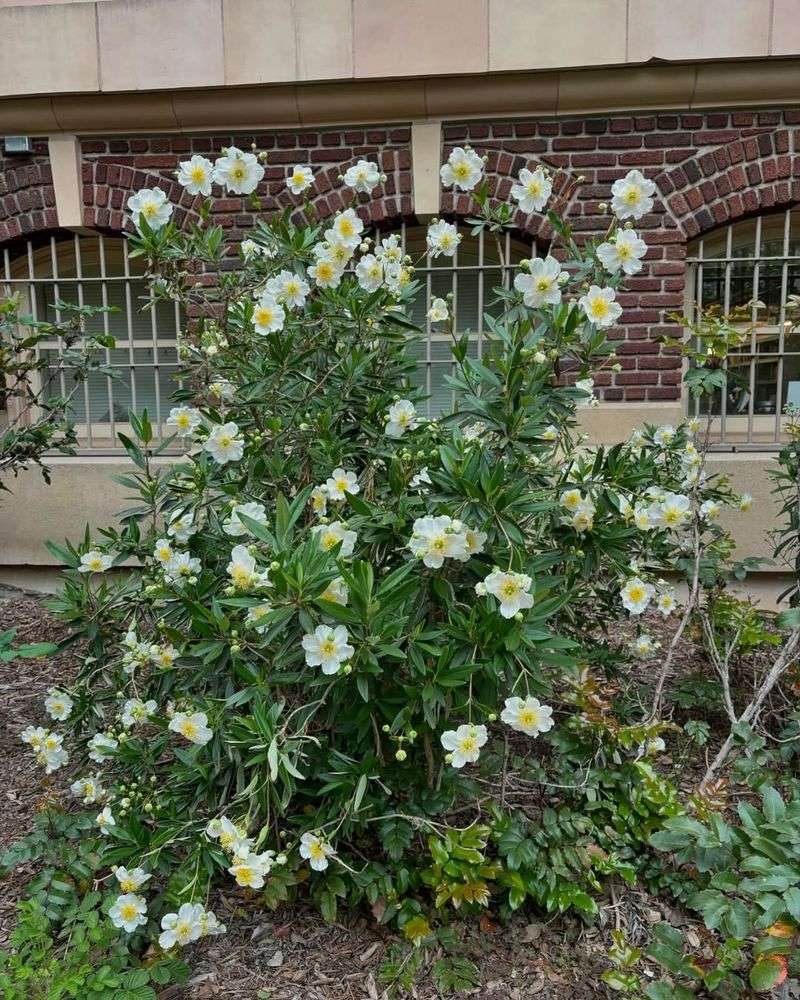 Bush Anemone Creates A Clean Native Hedge Look