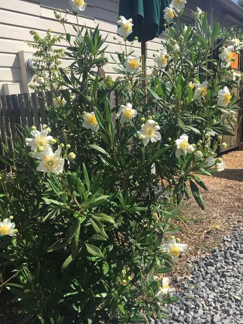 Bush Anemone