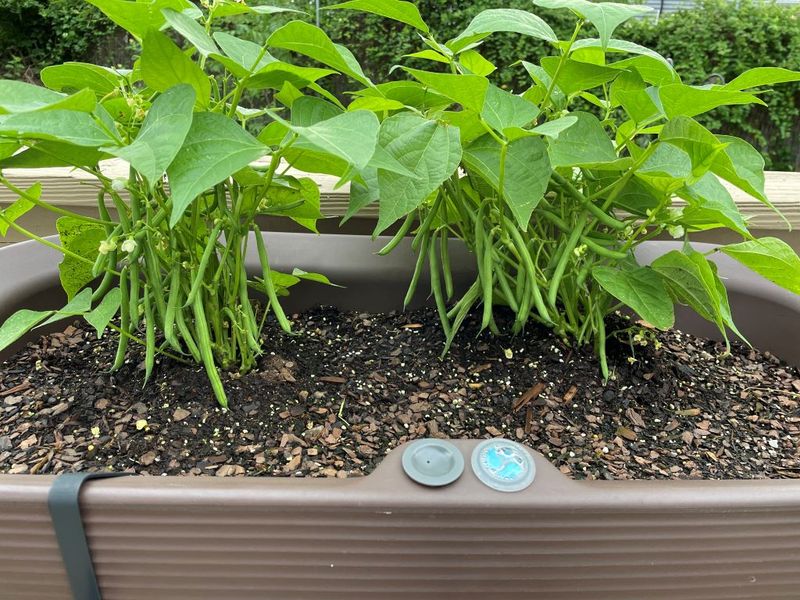 Bush Beans