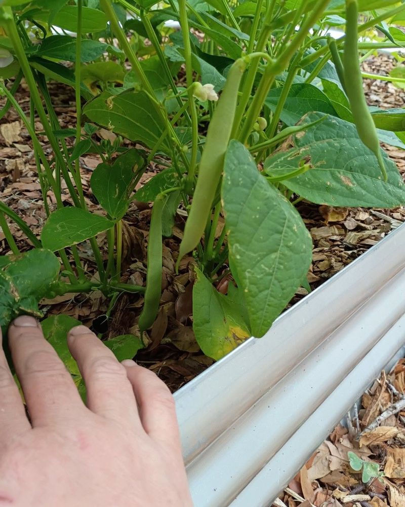 Bush Beans
