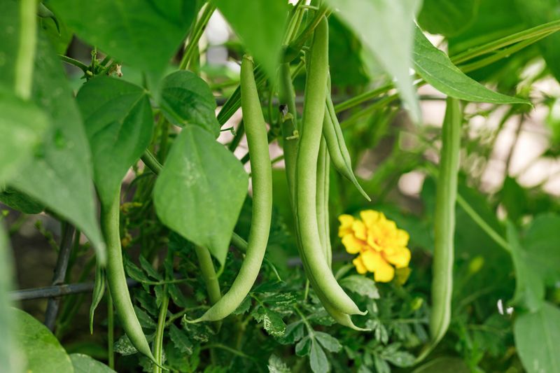 Bush Beans