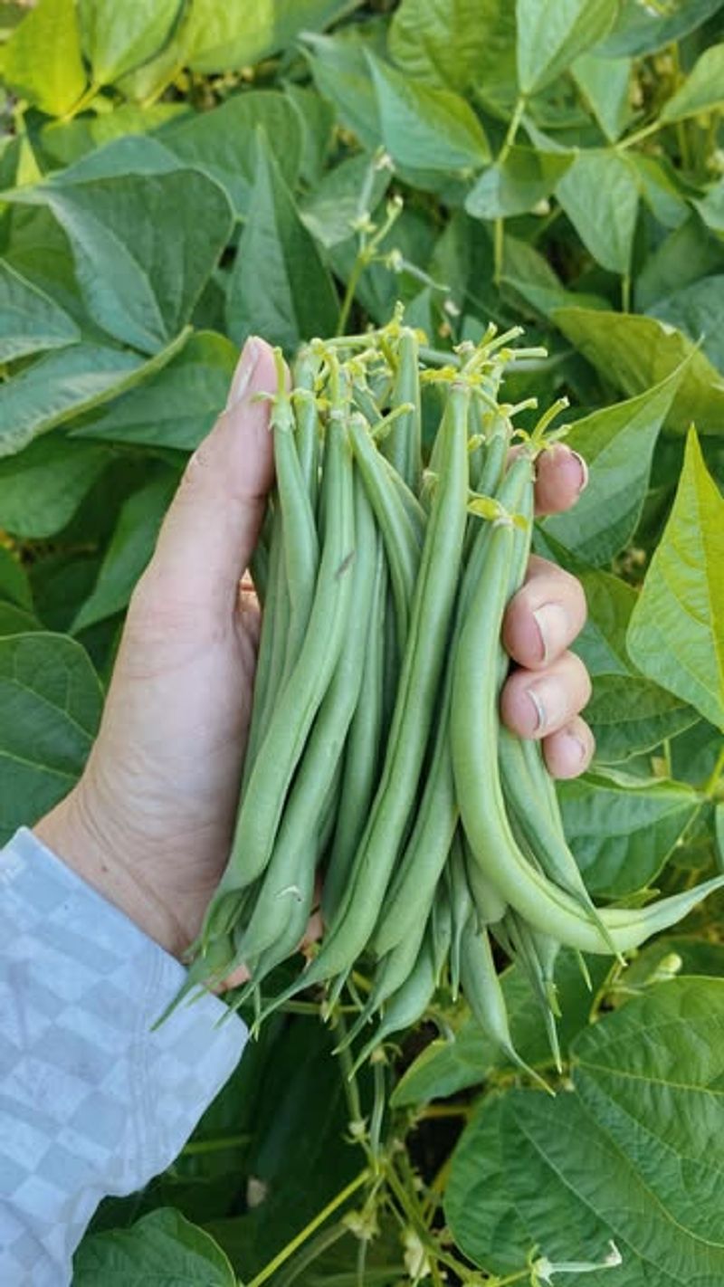 Bush Beans