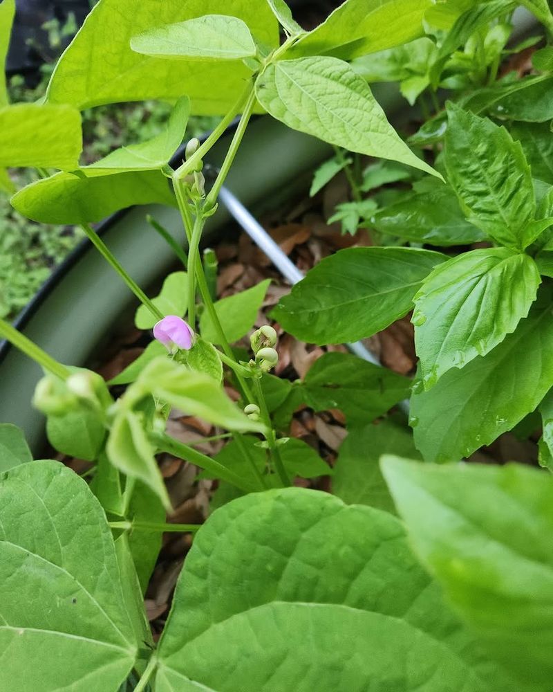 Bush Beans