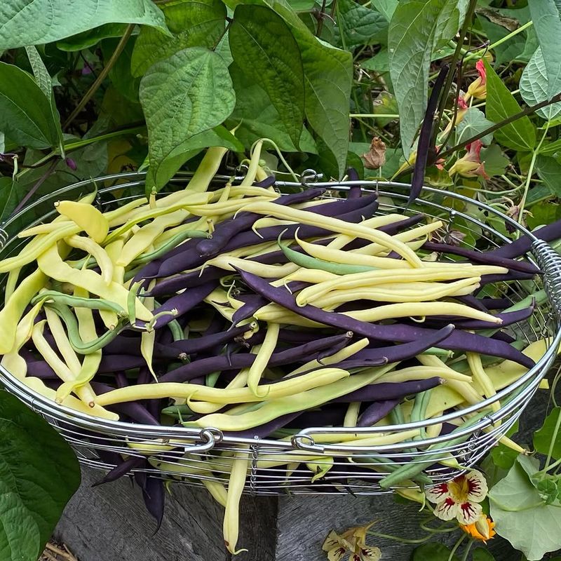 Bush Beans Begin Producing Before Summer Heat Peaks Bush Beans Begin Producing Before Summer Heat Peaks